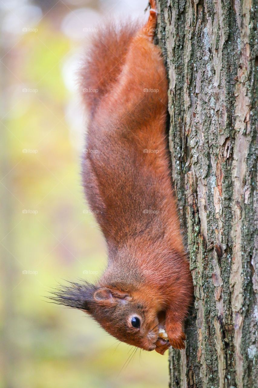 Red squirrel eating a nut upside down on a tree