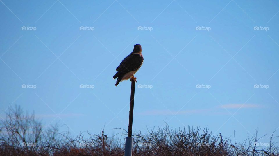 Bird, No Person, Wildlife, Side View, Outdoors