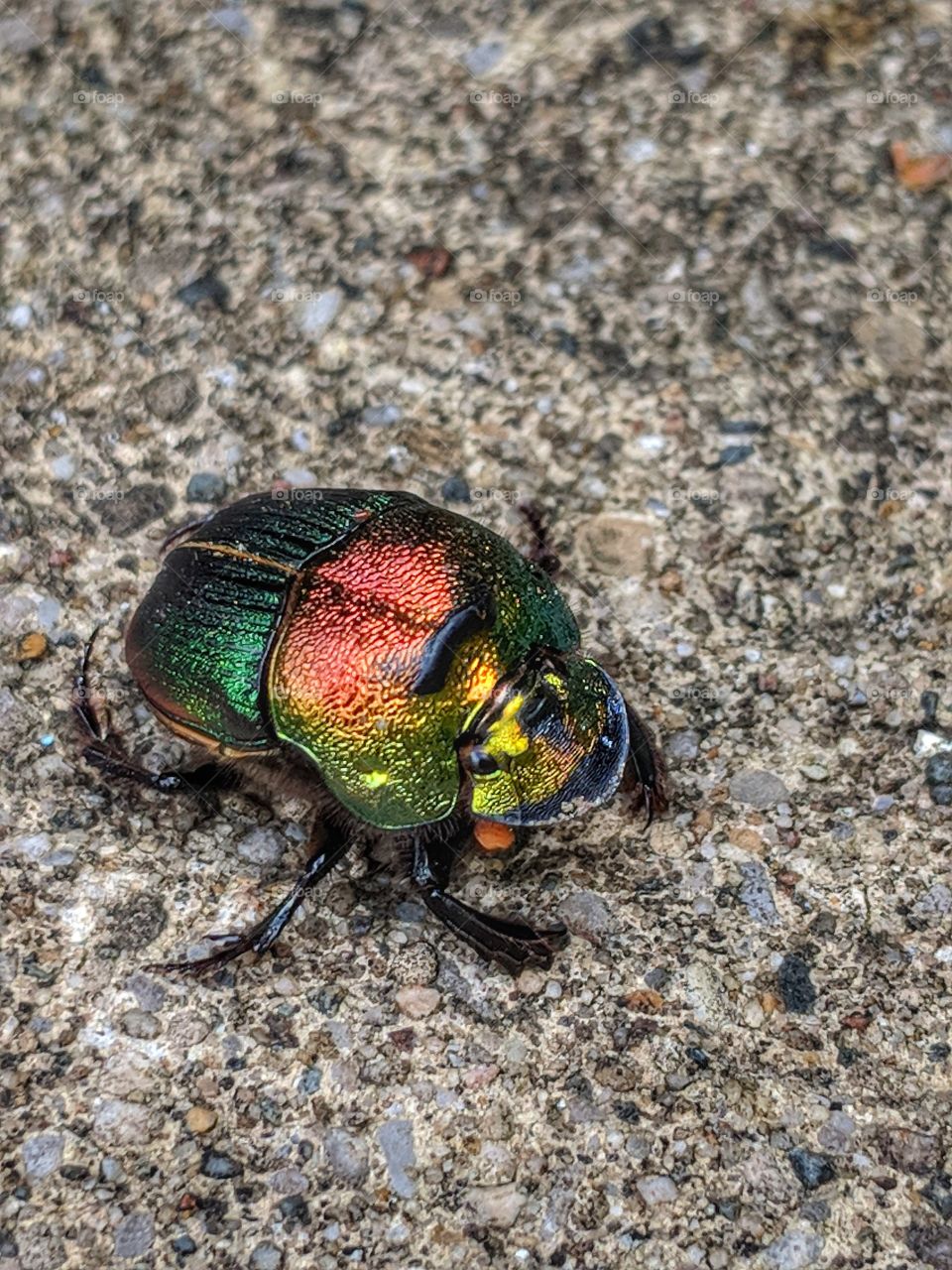 Beetle Juice Beetle Juice Beetle...