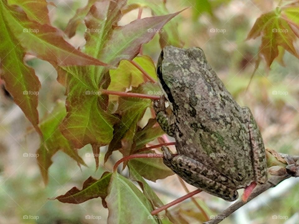 Tree frog