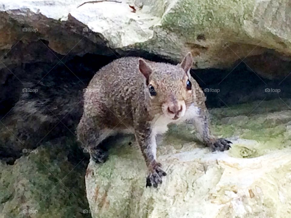 Looking at you!. Squirrel photographed at Visit to Selby Botanical Gardens, Sarasota Florida