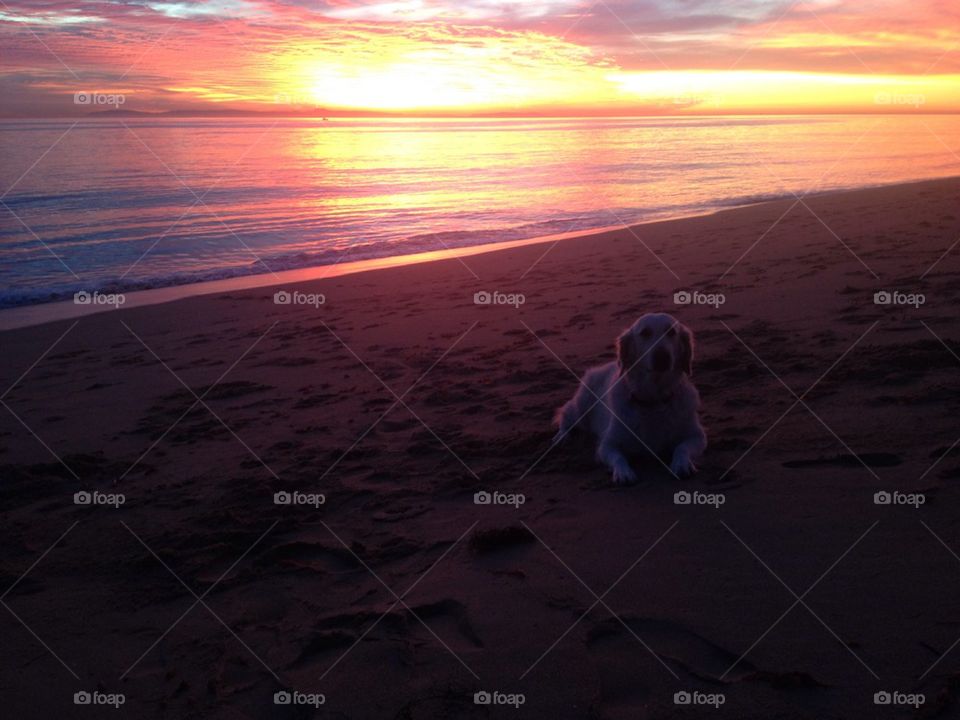 Dog at beach at sunset