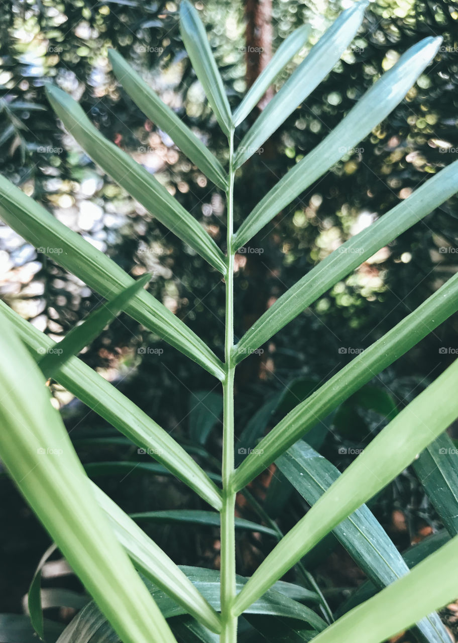 Beautiful green leafs in the garden 