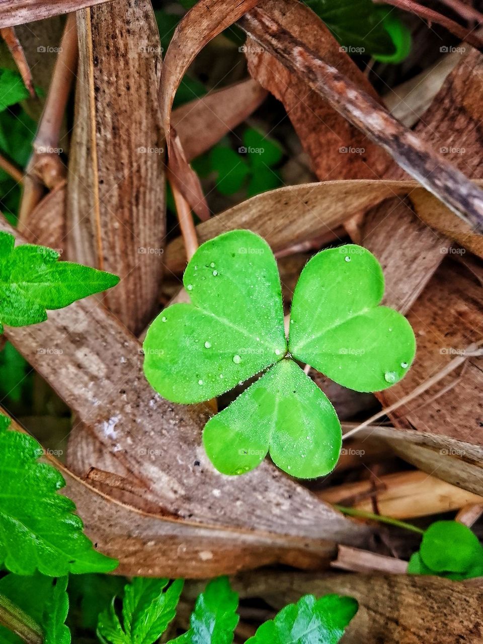 A green little plant