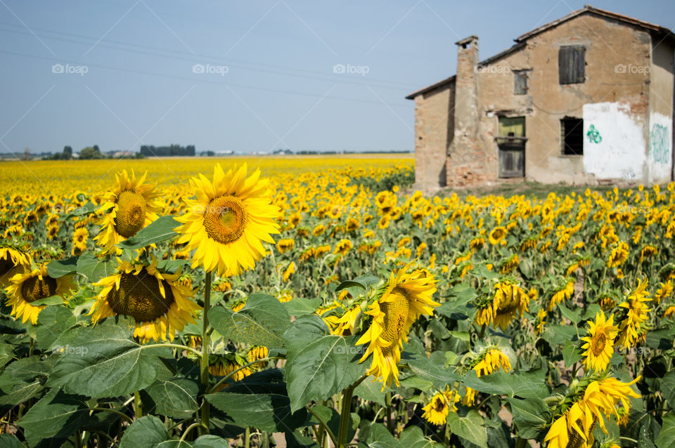 Agriculture, No Person, Field, Rural, Flora