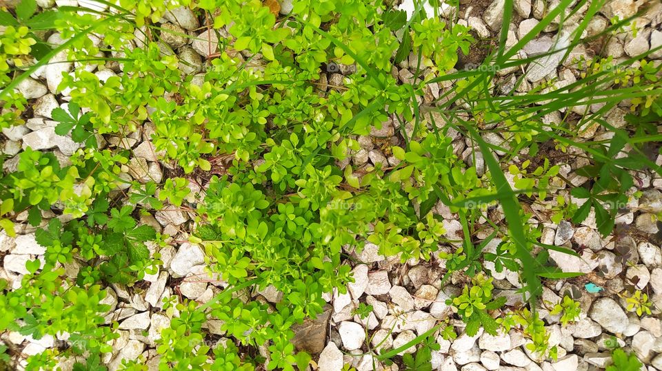 entre piedras nace la vida