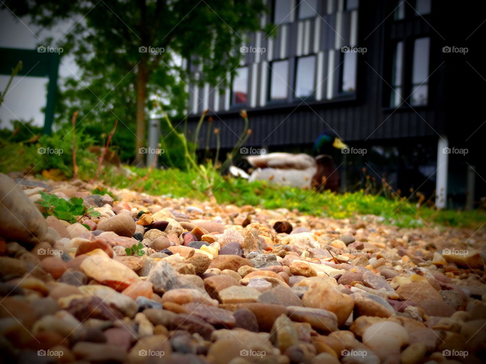 landscape with shingles. Nature in the Jubilee Campus ,Uniwersity of Nottingham in UK