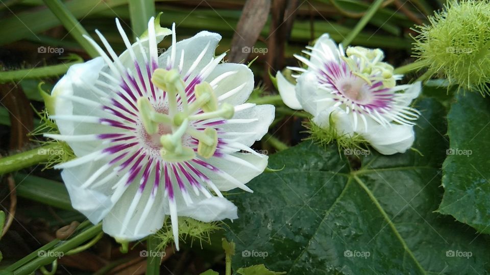 Passiflora foetida. Rambusa, a mini passion fruit, is a typical Indonesian plant. Have very unique and beautiful flowers.