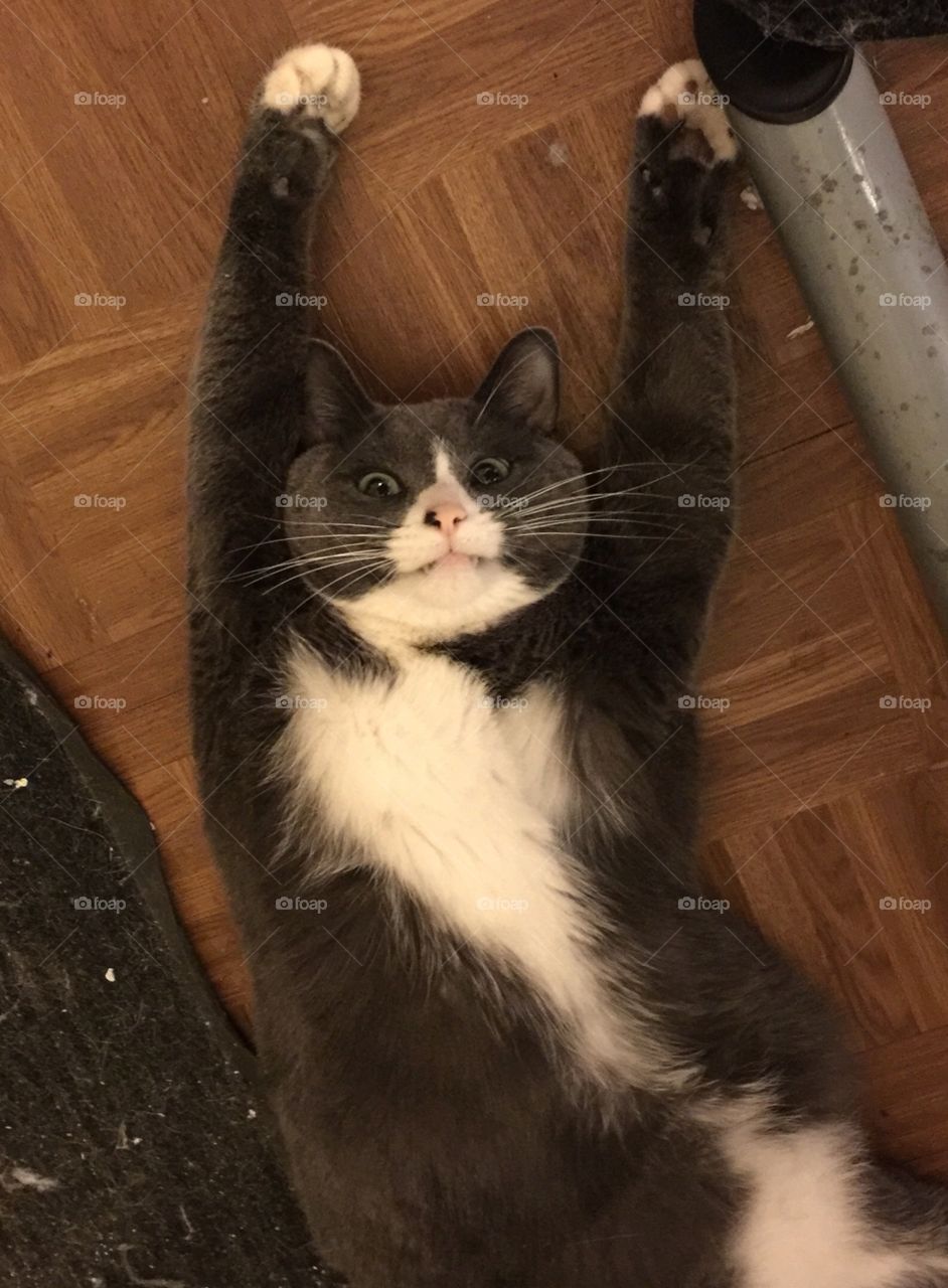 Sammy puts his paws up in the air sometimes 