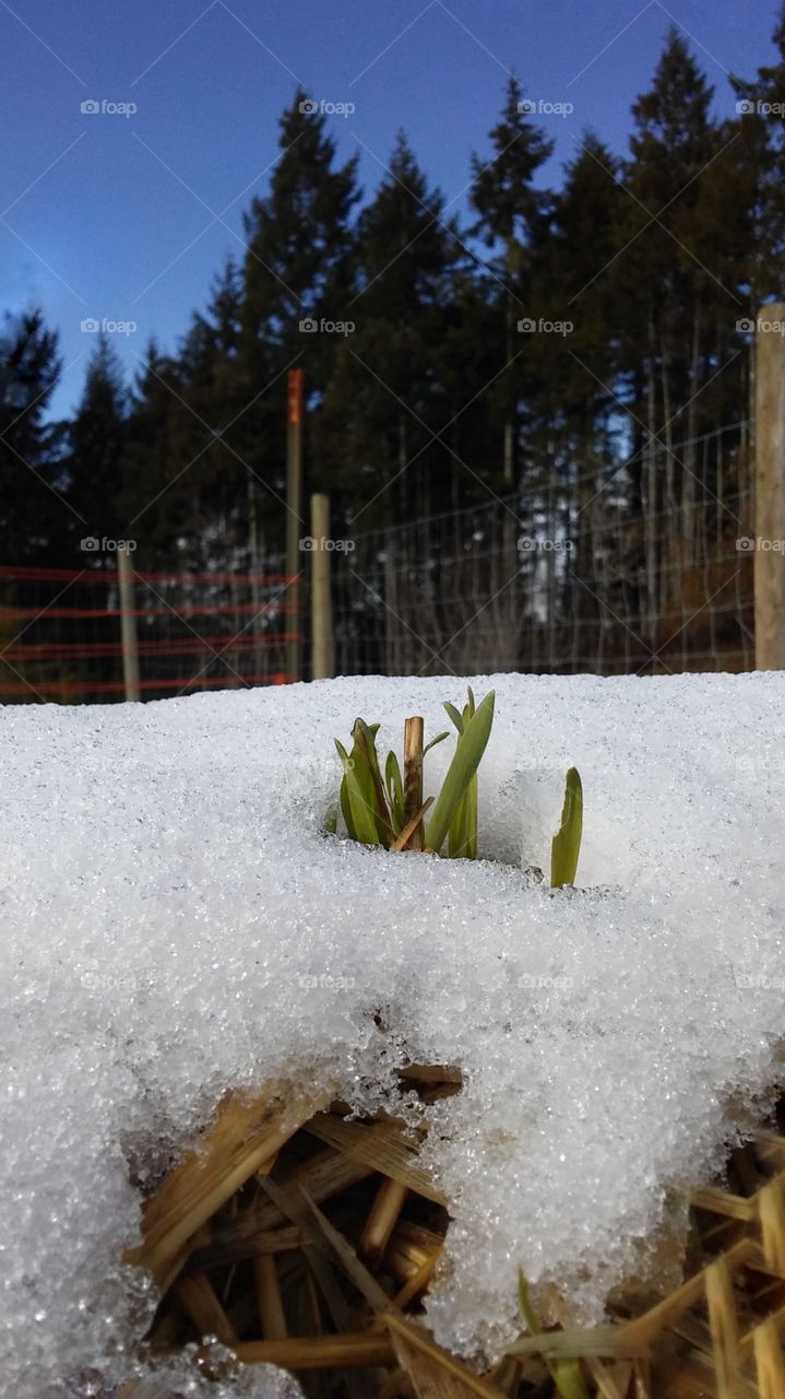 Spring  peeking through the snow