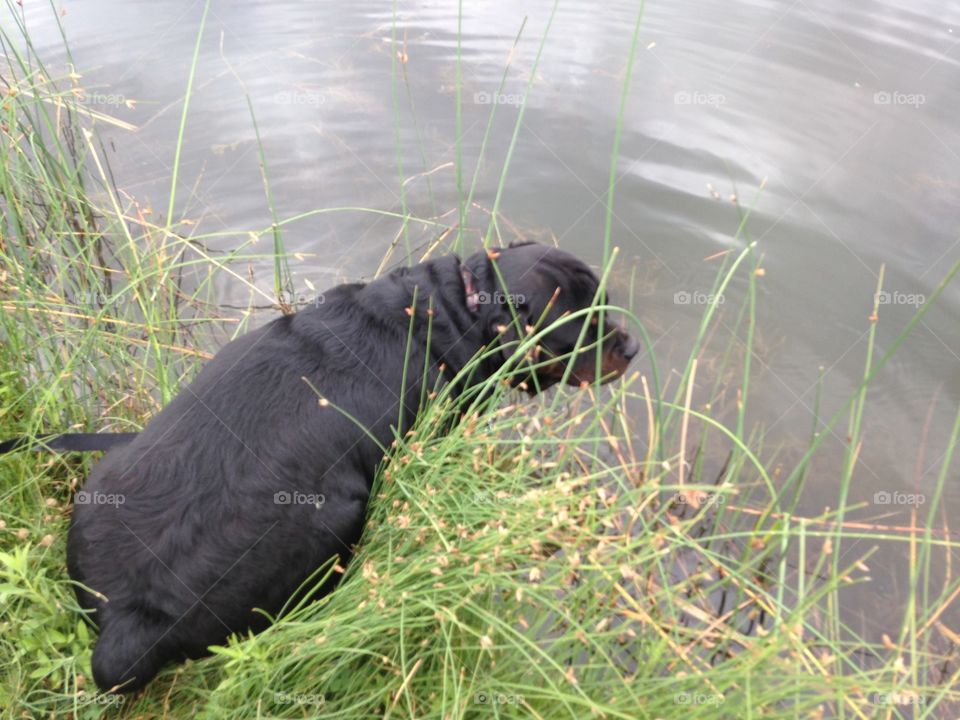 Grass, Water, No Person, Mammal, Nature