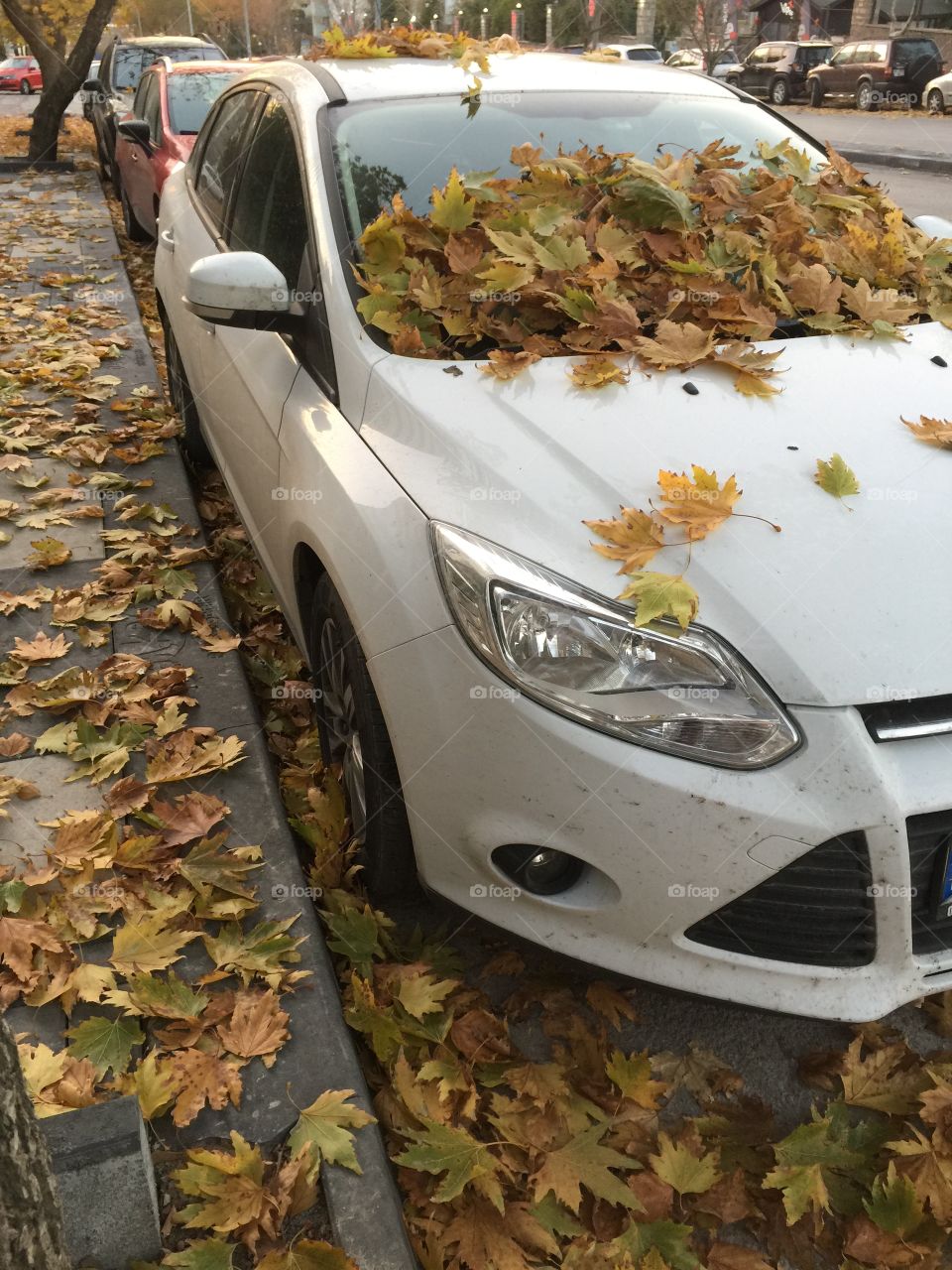 Autumn leaves on the car