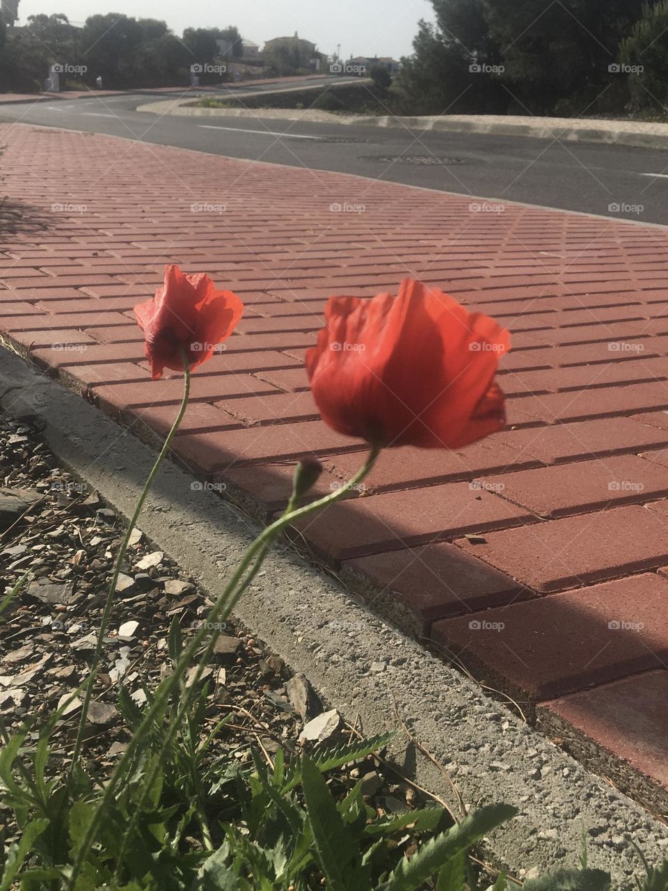 Poppies near the road