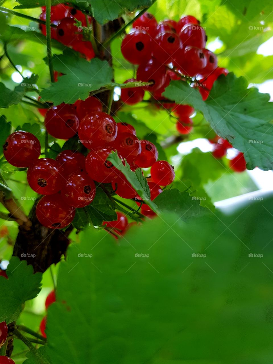 Currant