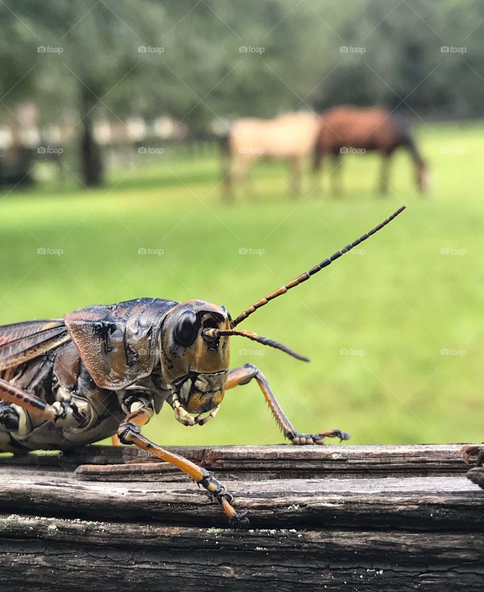 I’m on the fence ... grasshopper observation