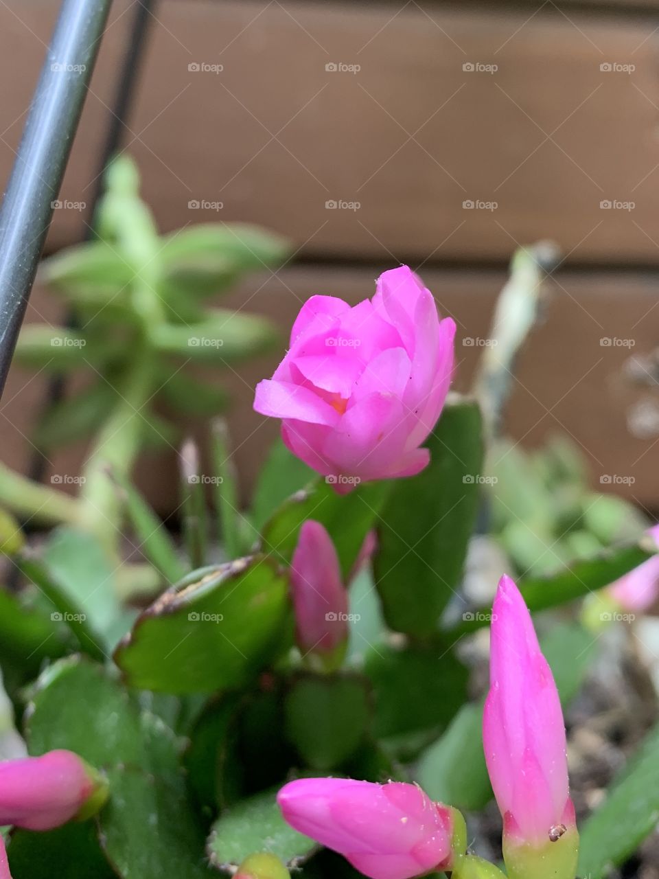A pretty pink flower that is about to bloom