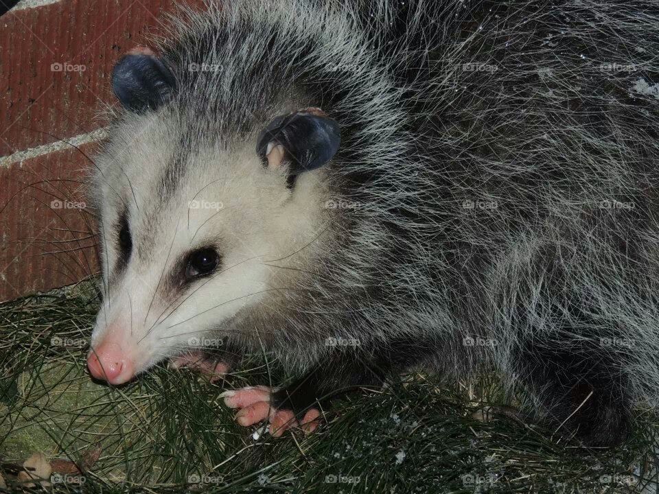 Mr Opossum