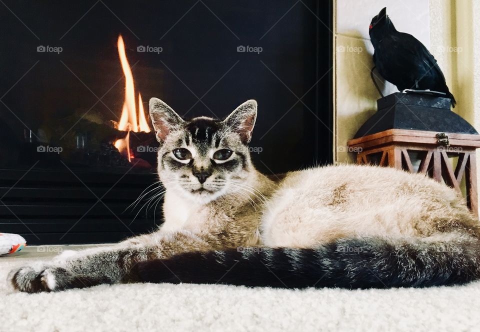 Lynx-point Siamese and fireplace 1