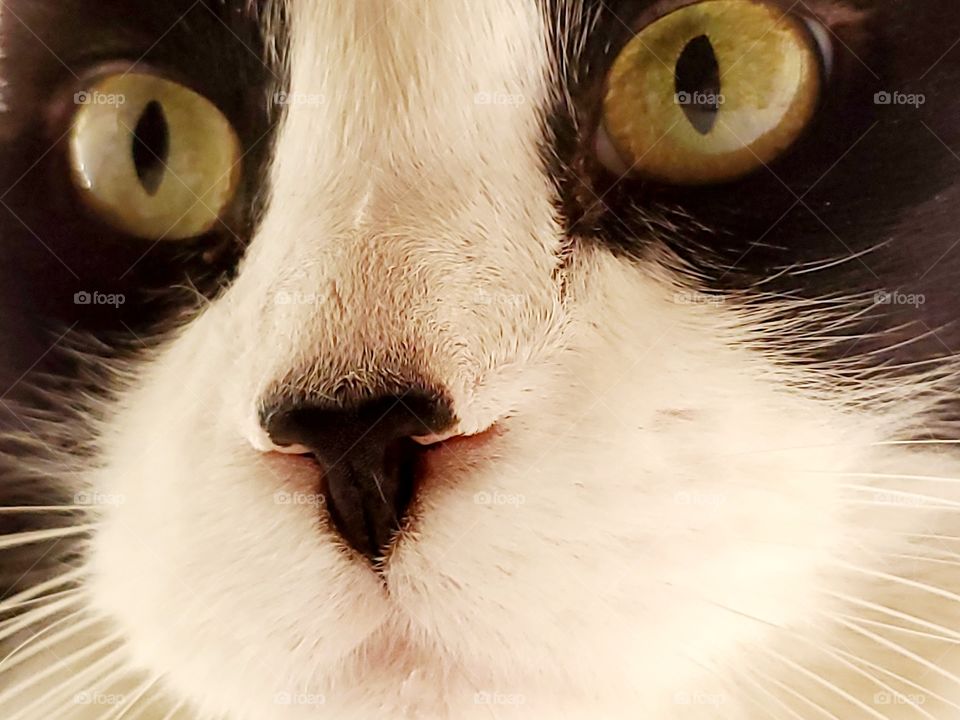 Tuxedo cat with golden eyes face portrait