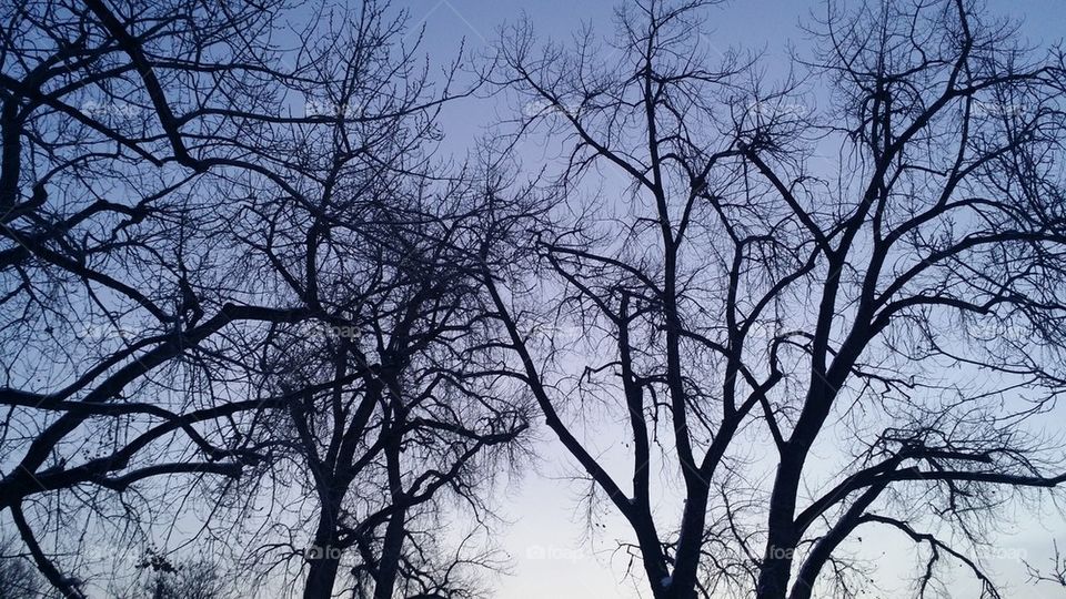 dawn trees
