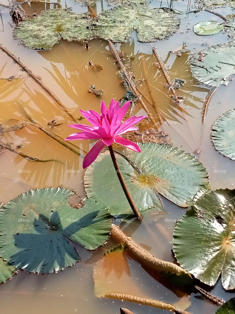 Pink water-lily