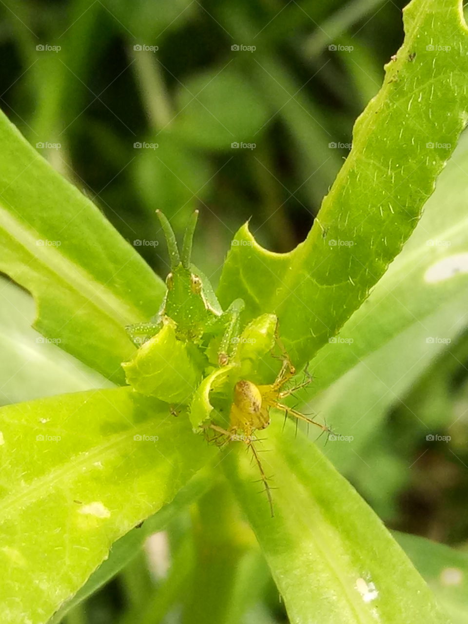 grasshopper and spider at a leaf 2 side