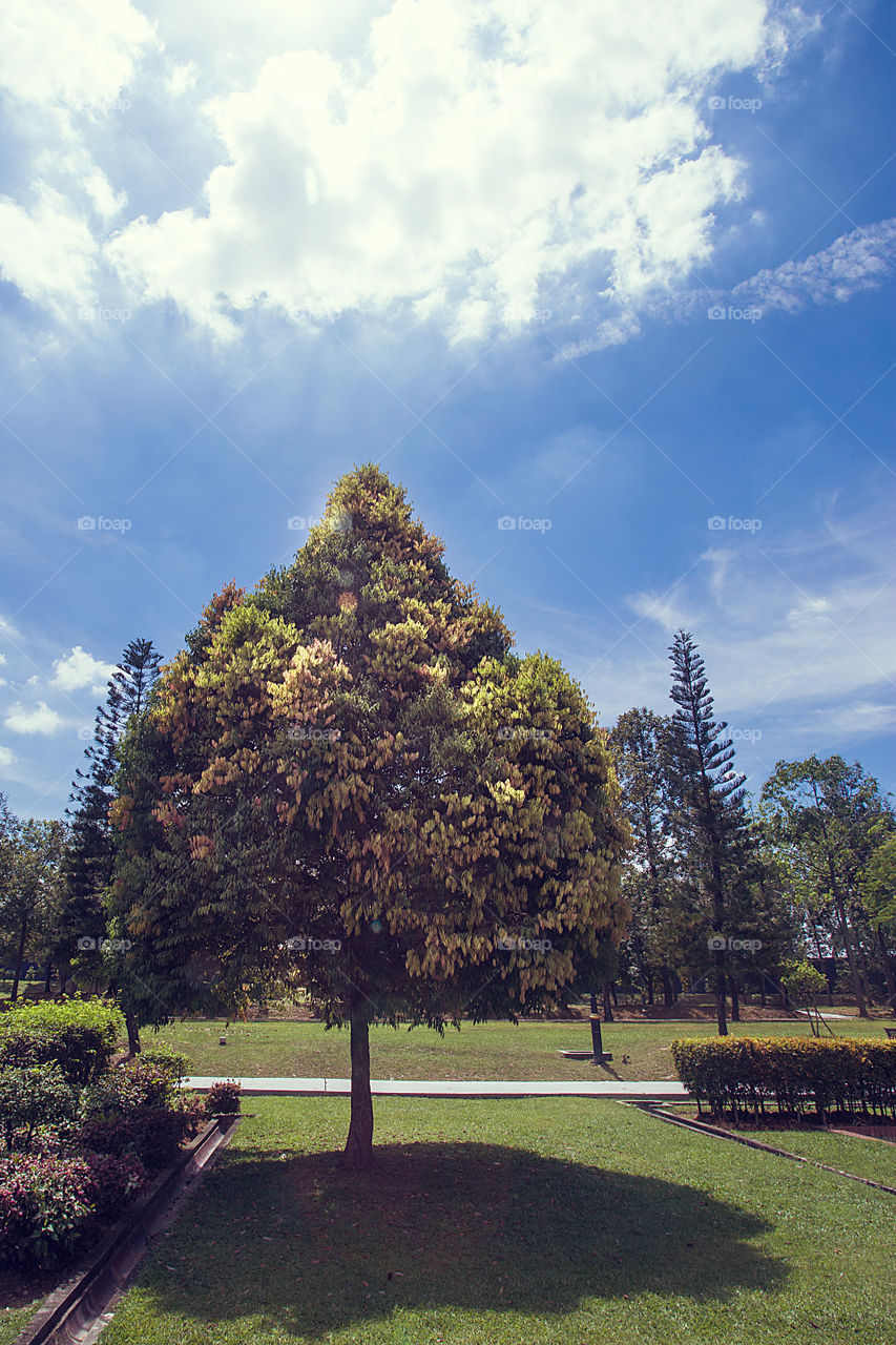 Autumn tree