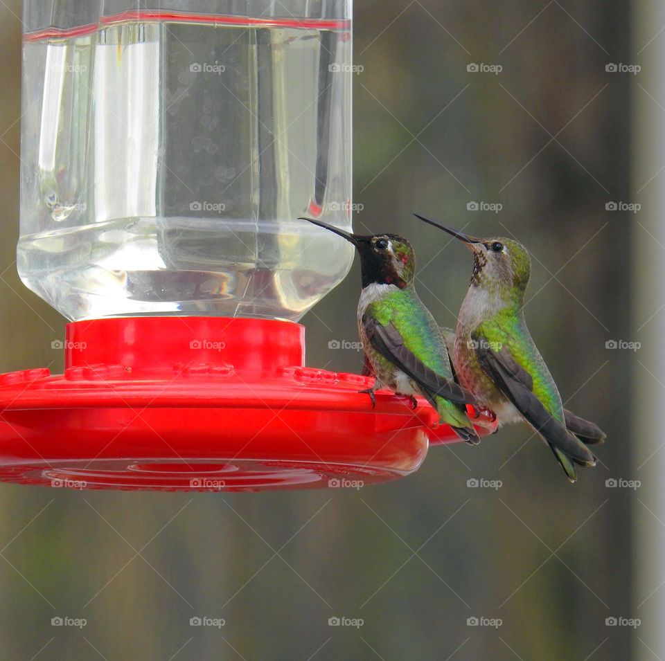 Hummingbirds 