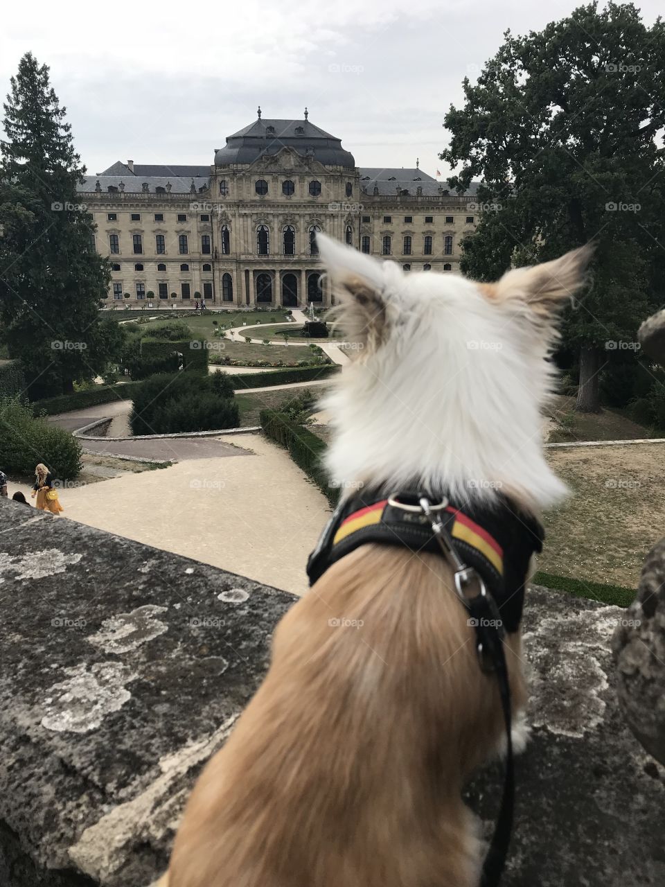 Little Dog at the Hofgarten Würzburg is watching at the UNESCO Weltkulturerbe Residenz - one of the Most Beautiful Places in Würzburg 