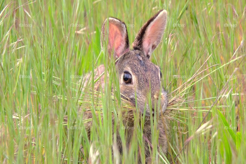 Bunny in the Grass. A bunny eating to his heart's content in a field of summer grass