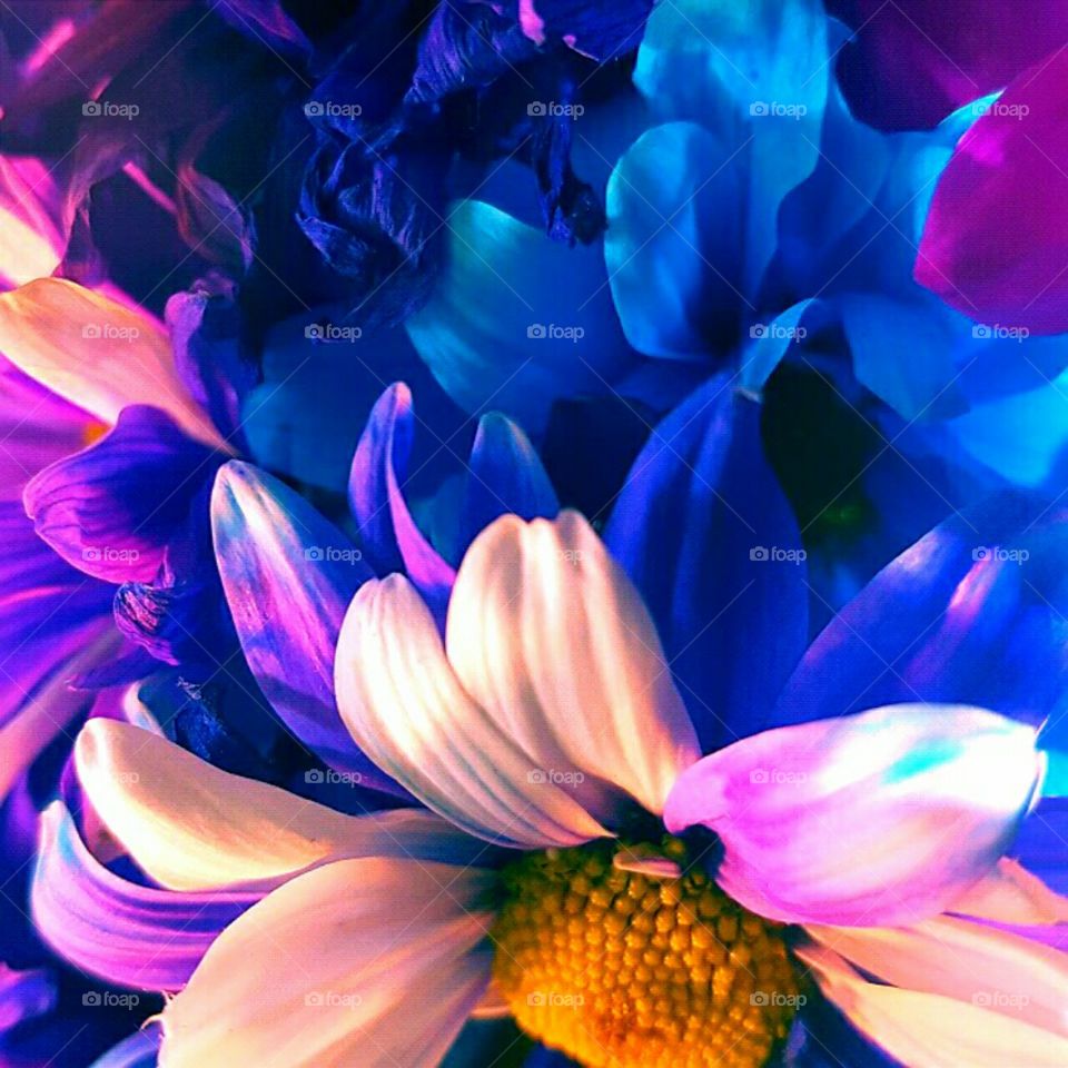 Flower, Nature, Color, Beautiful, Bright