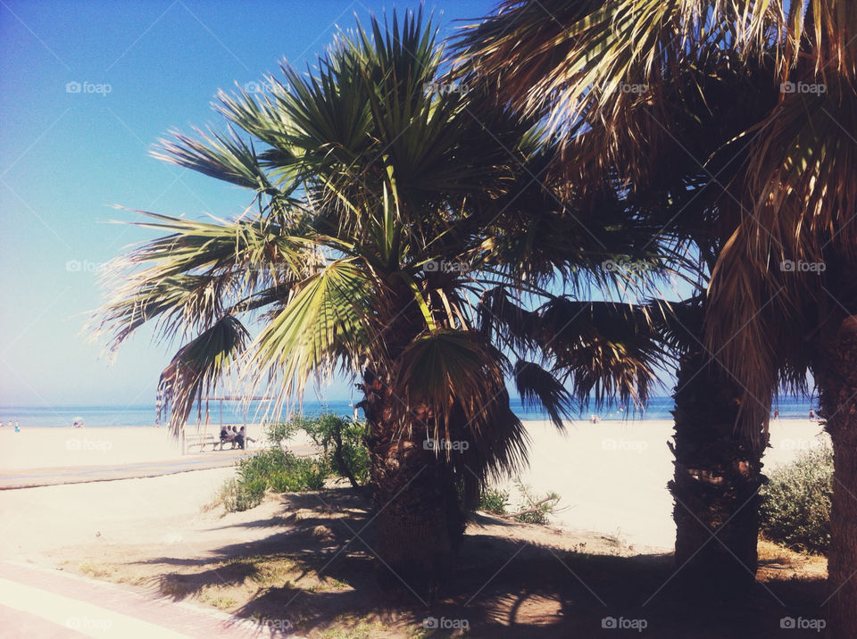 beach summer palm sand by zebisphoto