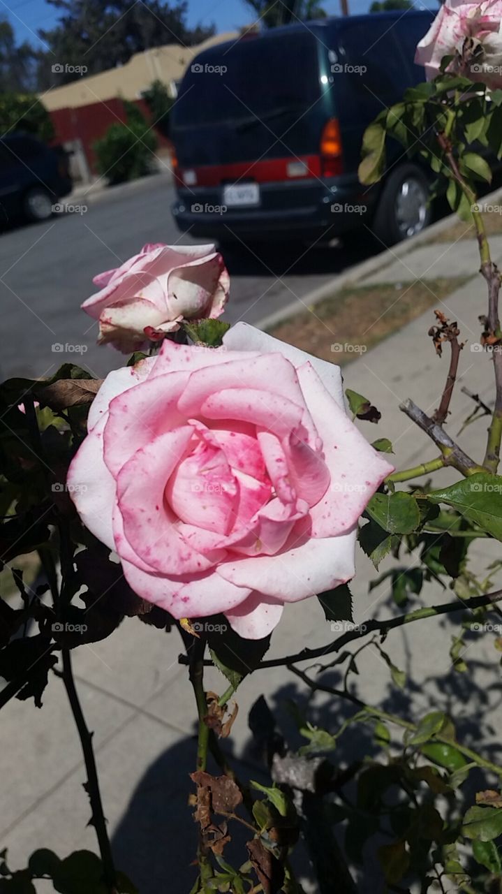 spotted rose
