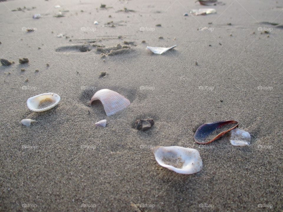 Shells on beach