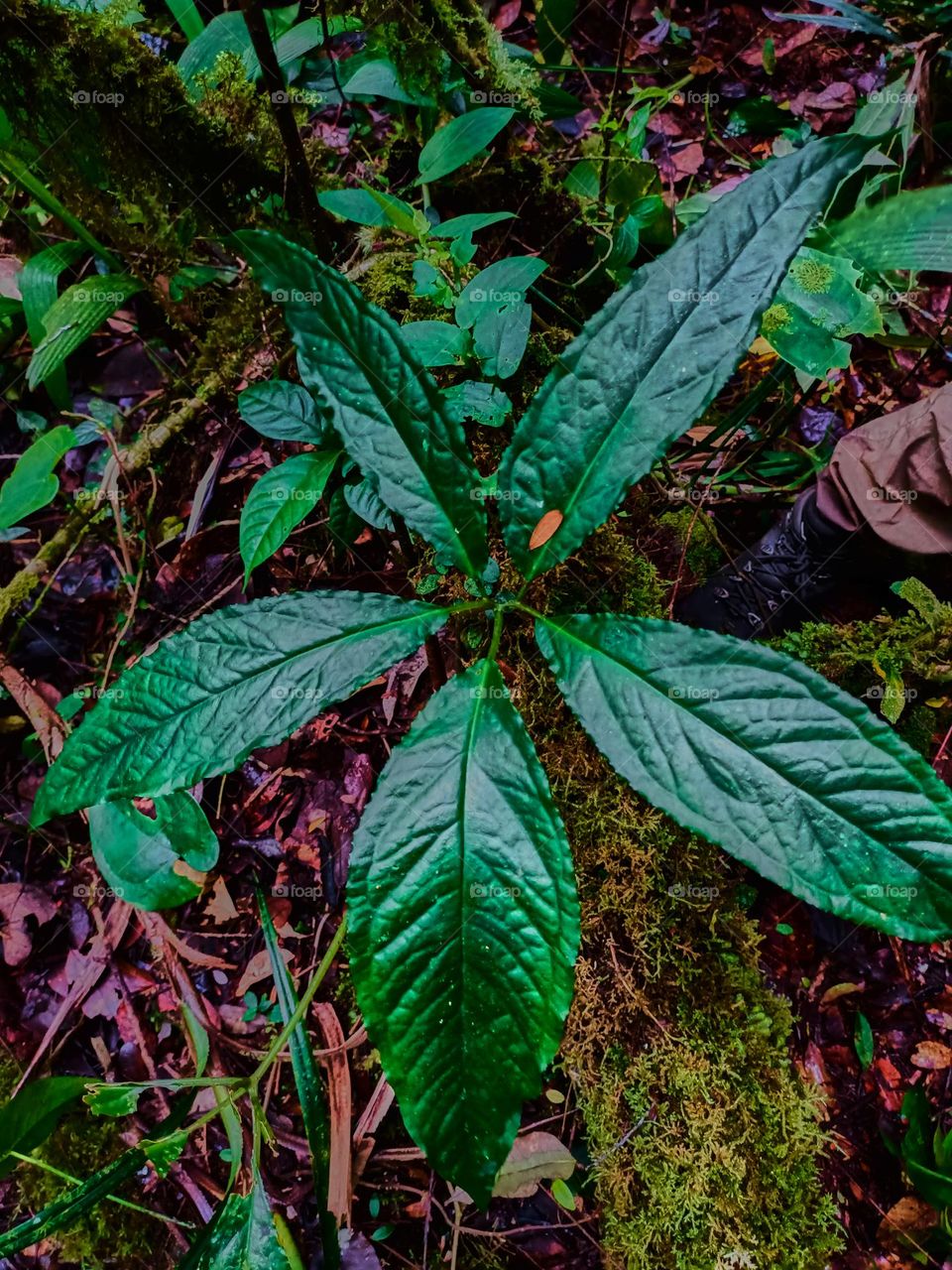Cobra lily (Arisaema sp) growing in tropical forest of North sumatra, Indonesia
