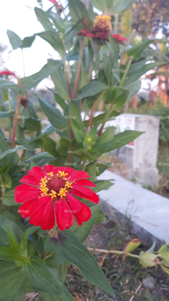 tanaman refugia dengan bunga berwarna merah