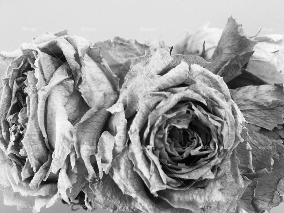 Dried roses 