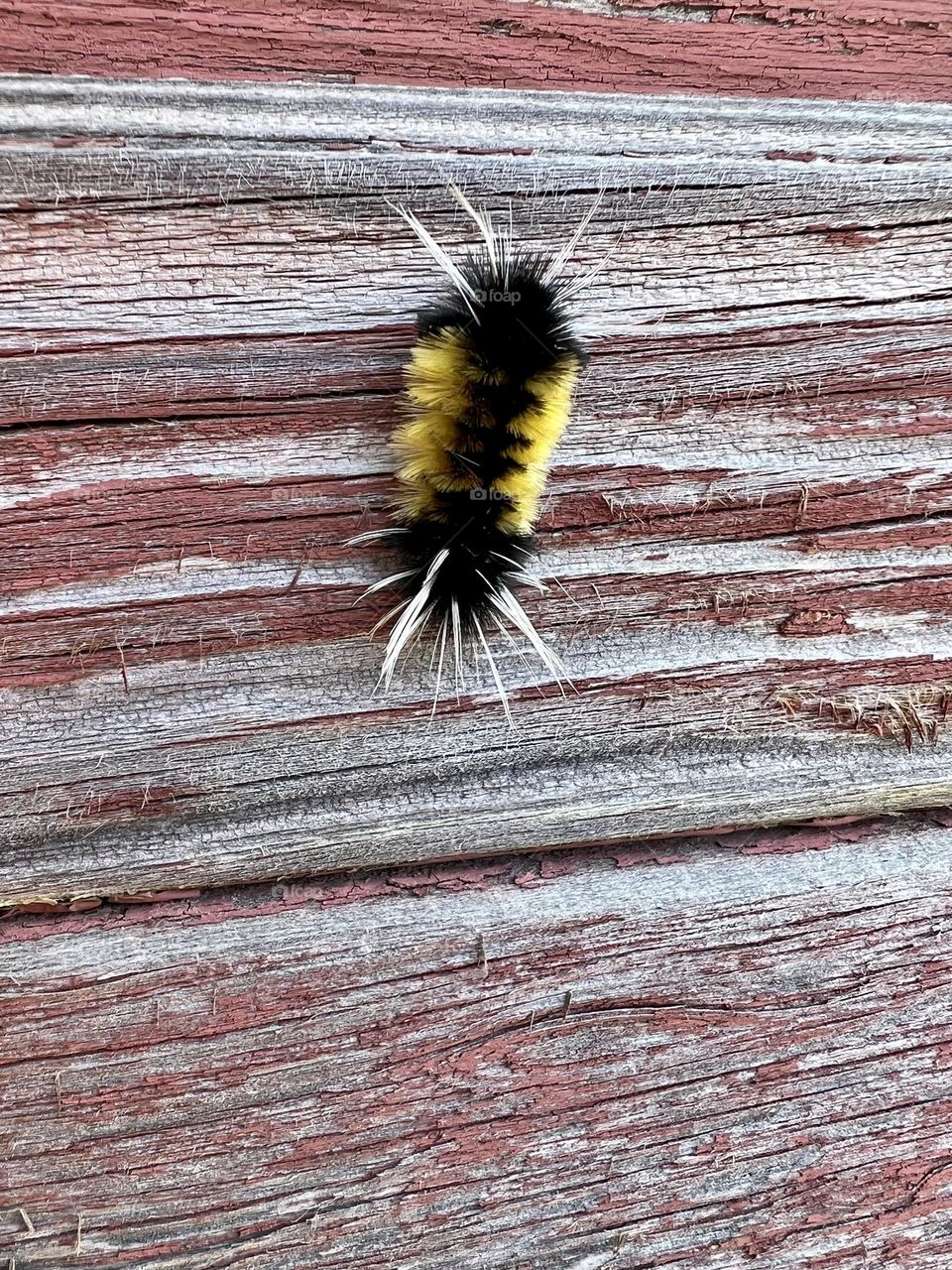 Furry caterpillar 🐛