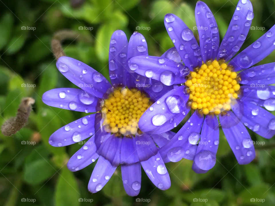 Blue daisies with water Drop