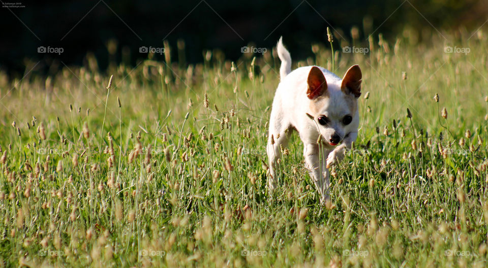 Small chihuahua delicately stepping through the grass, tongue out in adorable concentration.