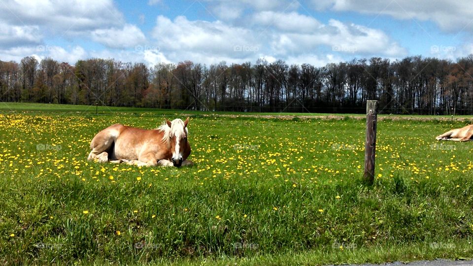 Dandelion field