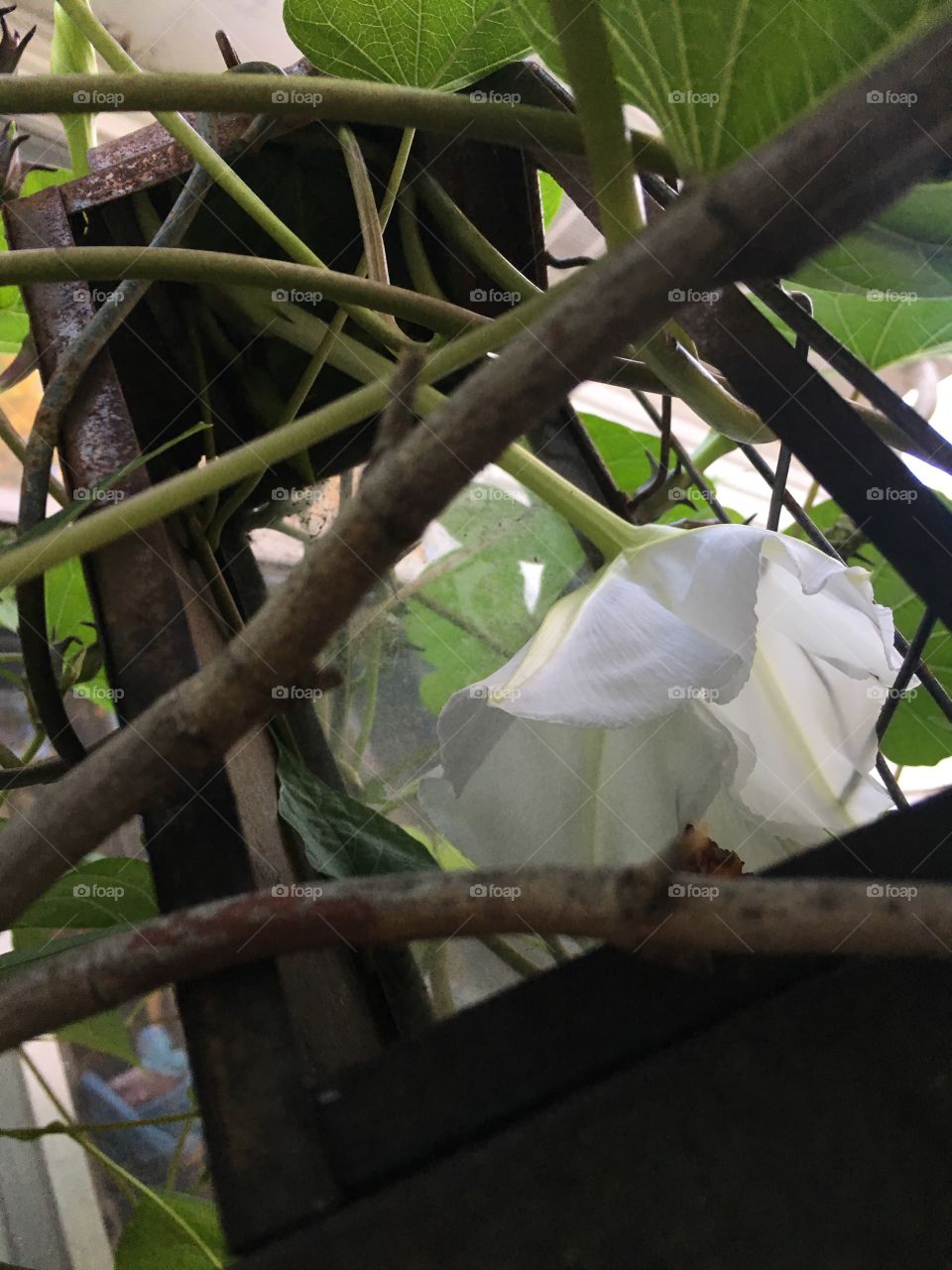 Such beauty should not be caged.  Free the moonflower. 