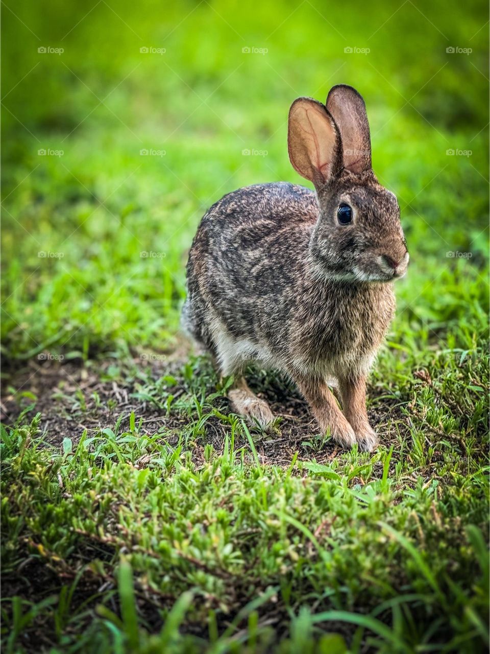 Adorable yard rabbit.