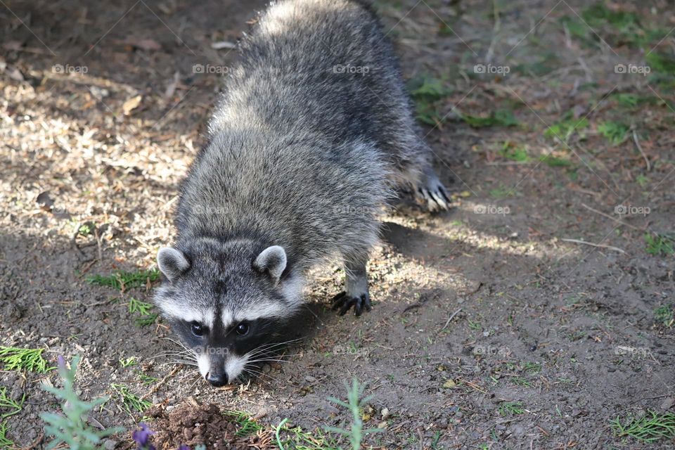 Racoon smelling the ground 