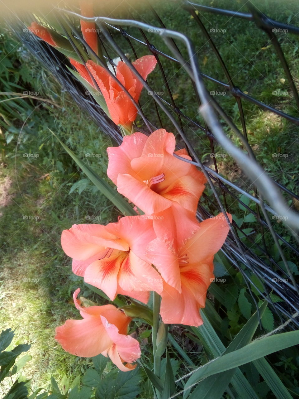 my happy gladiolus have finally began to bloom for the season. this one's one of my favorites.