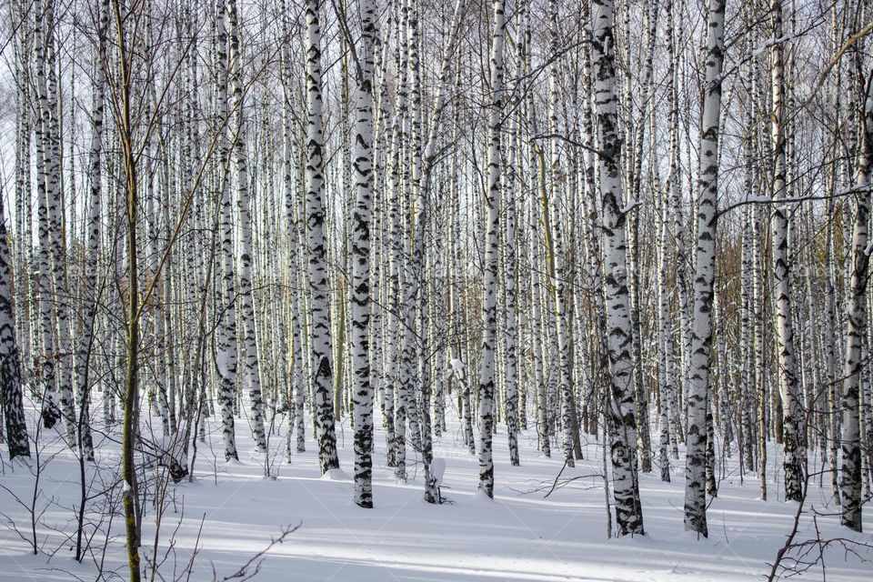 Birch Grove .