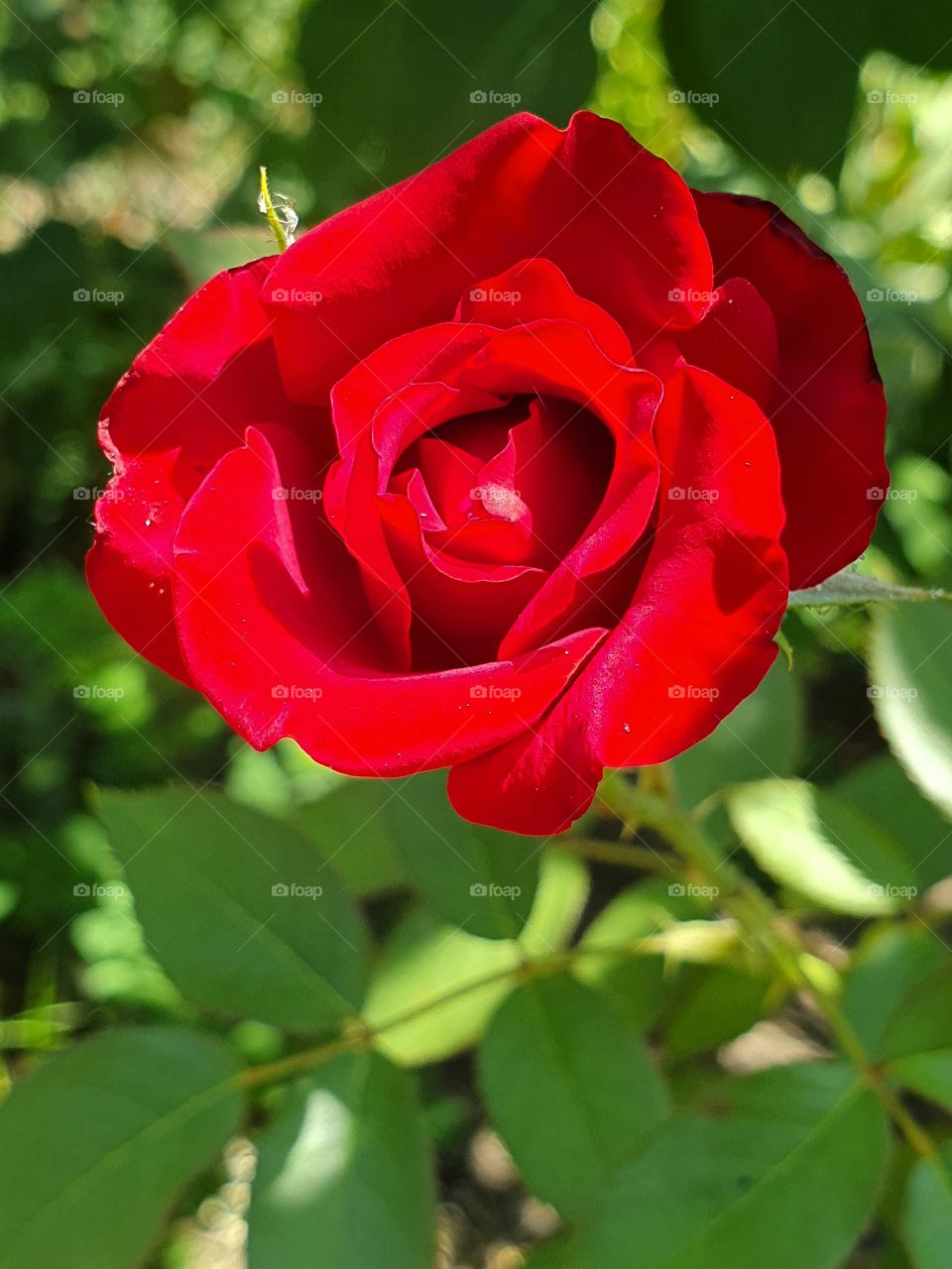 bright red rose in the garden