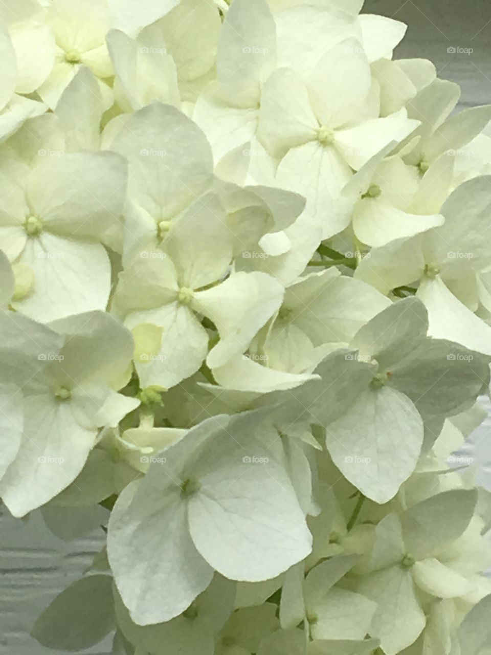 White hydrangea  blossoms