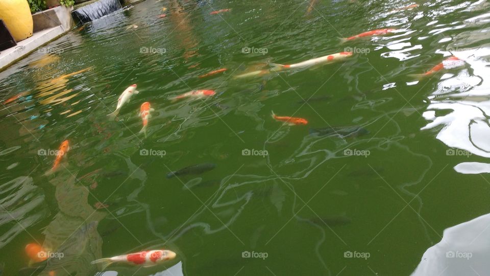 Fishes in pond