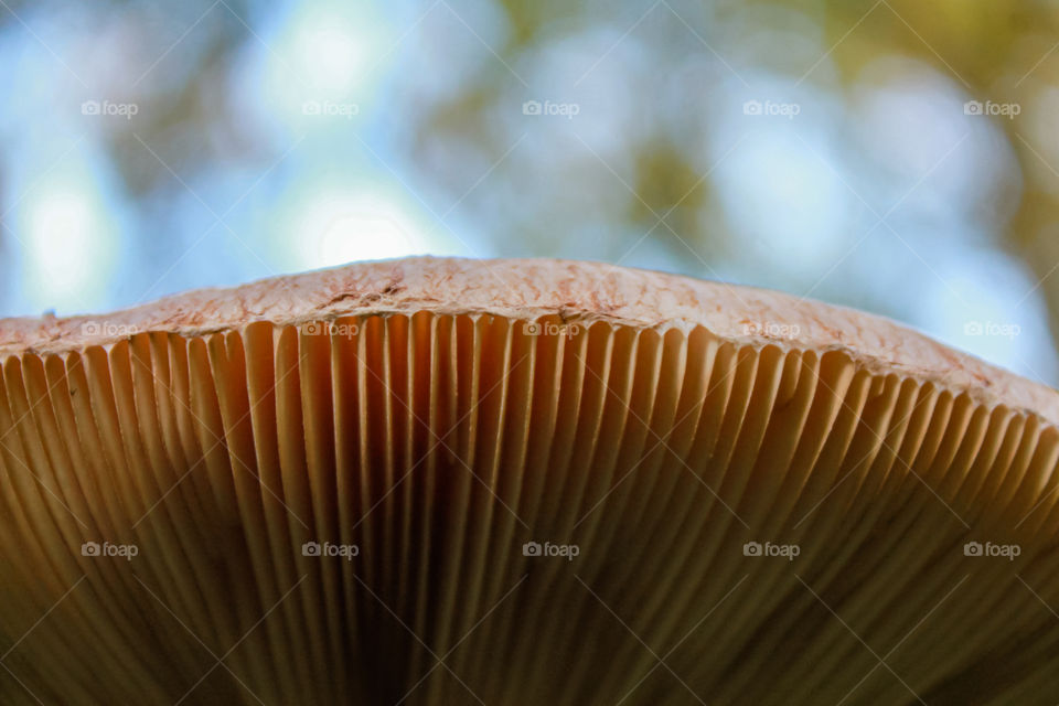 Mushroom texture